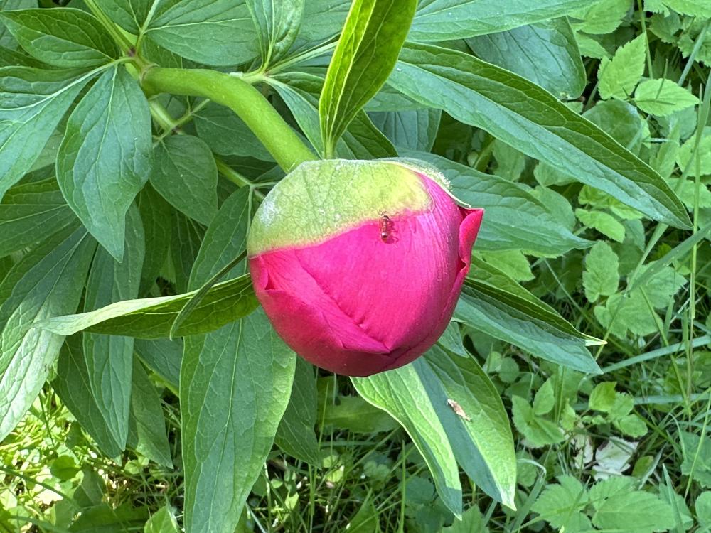 Schöpfung.Glaube.Gemeinde.praktisch Schöpfung.Glaube.Gemeinde.praktisch